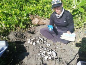 Investigación de huevos de tortuga